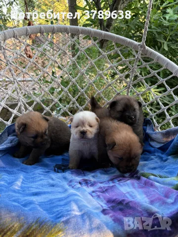 Чау - Чау  💙🐾🐶 Най-пухкавите Чау Чау бебета очакват своите нови семейства , Много скоро 🎉🪭❤️✨🐾🥰🐩➡️⤵️, снимка 9 - Чау Чау - 55342819