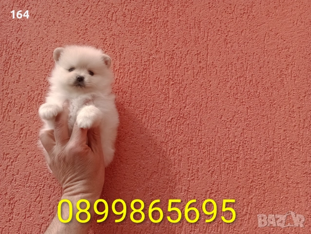 Померани. Реални снимки от 29.03.26 г., снимка 10 - Померан - 54010634