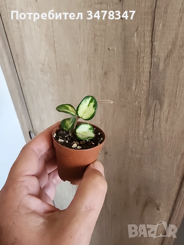 Хоя Matilde variegata, снимка 2 - Стайни растения - 55160630