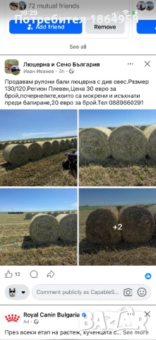 СУПЕР МИНИ ЙОРКИ Доставка, снимка 11 - Йоркширски териер - 54749577