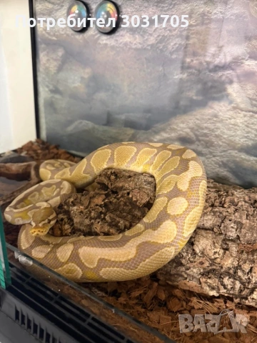 Кралски питон мъжки и женски, снимка 2 - Змии - 54301469