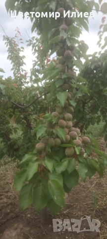 Кайсии, различни сортове, снимка 3 - Домашни продукти - 54846812