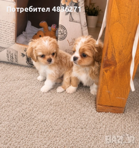 Пекинези мъжко и женско , снимка 3 - Пекинез - 54654226