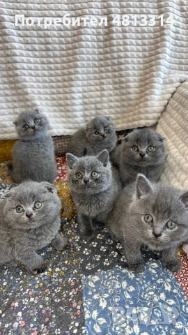 Котета Шотландски Фолд и Котета Британка Късокосместа , снимка 3 - Британска късокосместа - 54377290
