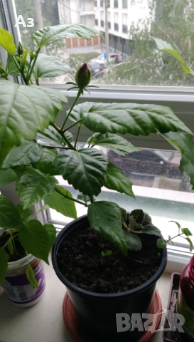 продавам цветя Китайска роза, червена, кичеста, снимка 2 - Стайни растения - 54239402