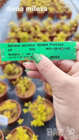 Японска спирея Голден принцес, Spiraea japonica Golden princess, снимка 7 - Градински цветя и растения - 55417808