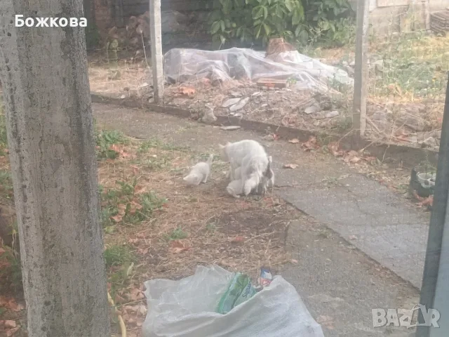 продавам 4  бели сиамски котенца, снимка 2 - Сиамска - 55648887