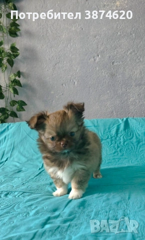 чихуахуа момченца , снимка 3 - Чихуахуа - 54112791