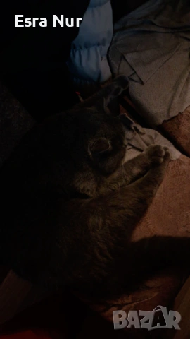 Британска късокосместа котка, на 2 години., снимка 2 - Британска късокосместа - 54098345