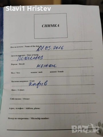куче пекинез, снимка 5 - Пекинез - 54392081