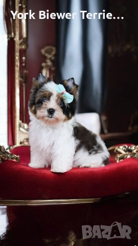 Йорк, Уникално момиче с сини очи! Родословие, доставка 