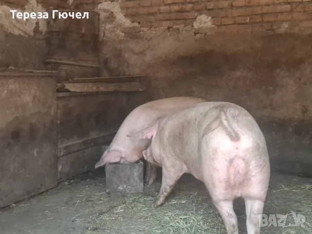 🐷 Продавам бели прасета (прасенца) 🐖 гр. Кнежа - 1 свободно, снимка 2 - Прасета - 51024233