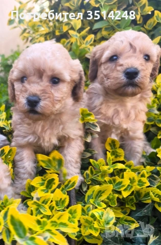 Пудел.Мини пудел , снимка 2 - Пудели - 54230947