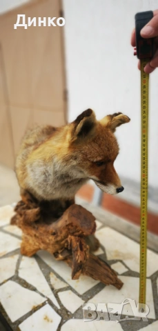 Препариран лисугер , снимка 4 - Други - 54149379