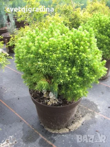 Picea glauca ‘Alberta Globe’-Пицея, снимка 2 - Градински цветя и растения - 55393891