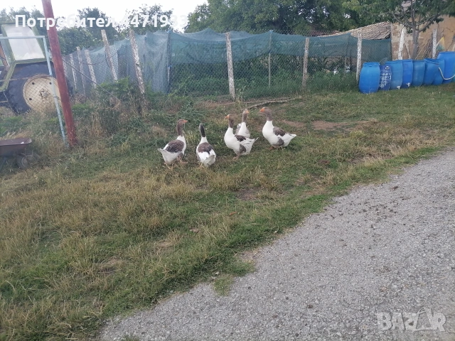 Гъски на две години , снимка 2 - Патици и гъски - 55223430