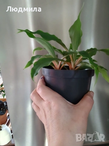 Хлорофитум Оранж Грин расад/Chlorophytum Orange Grimm, снимка 3 - Стайни растения - 51605298