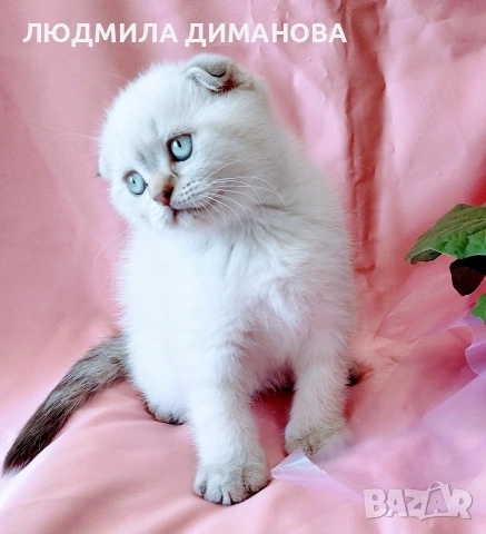 Шотландско мъжко Скоттиш Фолд , снимка 3 - Британска късокосместа - 54665341