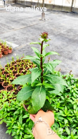 Лобелия Скарлет, Lobelia speciosa Starship Scarlet, студоустойчива и многогодишна, снимка 7 - Градински цветя и растения - 54724808