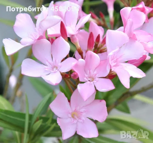 Олеандър (зокум, лян, Nerium oleander), снимка 4 - Градински цветя и растения - 55678901