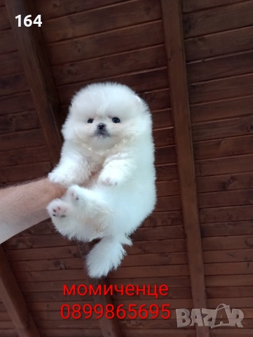 Бели мини Померани 