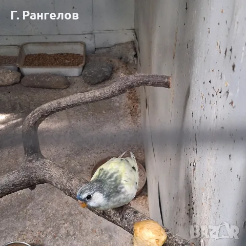 неофема сплендида , снимка 2 - Папагали - 55674567