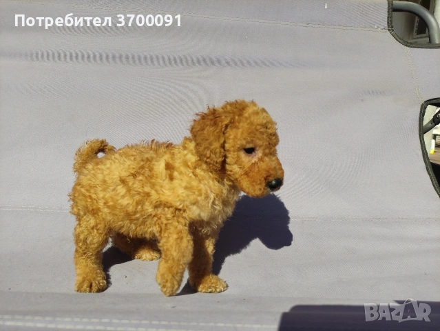 пудел / мини пудел , снимка 8 - Пудели - 54103506