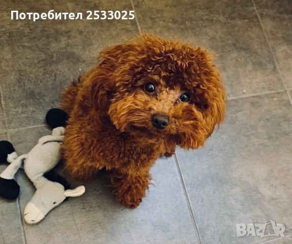 Той пудел червен цвят , снимка 5 - Пудели - 54591117