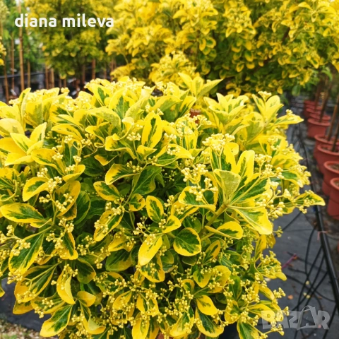 Евонимус Ауреа, Euonymus Japonica Aurea, снимка 5 - Градински цветя и растения - 54458056