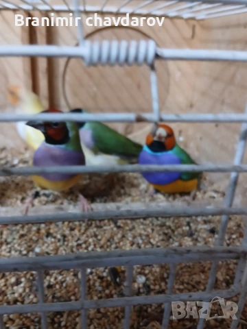 продавам гулдови папагалови и други амадини, снимка 11 - Амадини - 53966909
