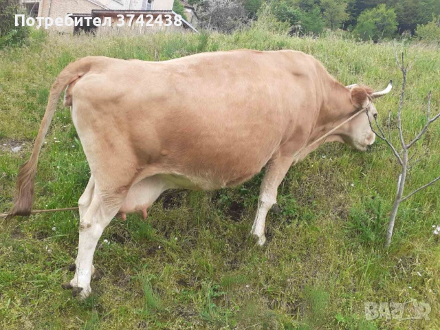 Продавам крава за доене