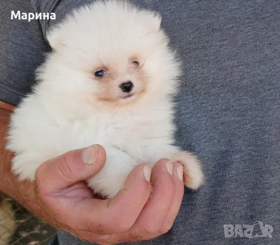 Кученца померан, снимка 5 - Померан - 55680025