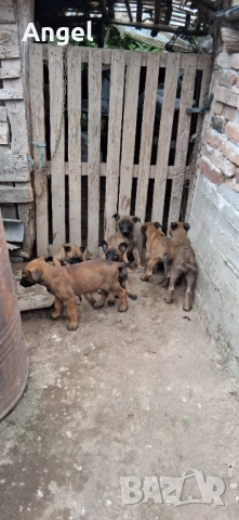 Бегийски овчарки, снимка 5 - Белгийска овчарка - 54726479