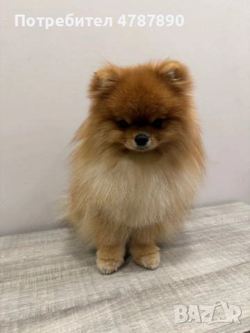 Мъжки померан за разплод! С доказано родословие!, снимка 2 - Померан - 54093959