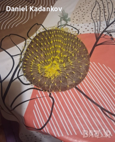 Домашен -Старец