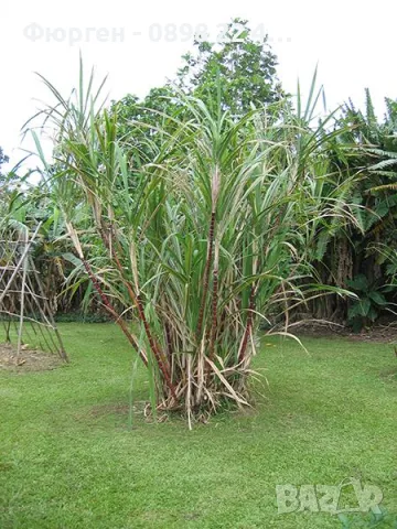 Захарна тръстика (Saccharum officinarum) – екзотично растение, снимка 5 - Разсади - 55608665