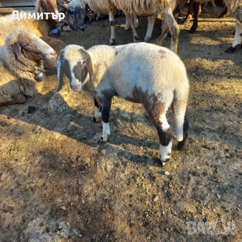 мъжки агнета, снимка 2 - Овце - 54420379