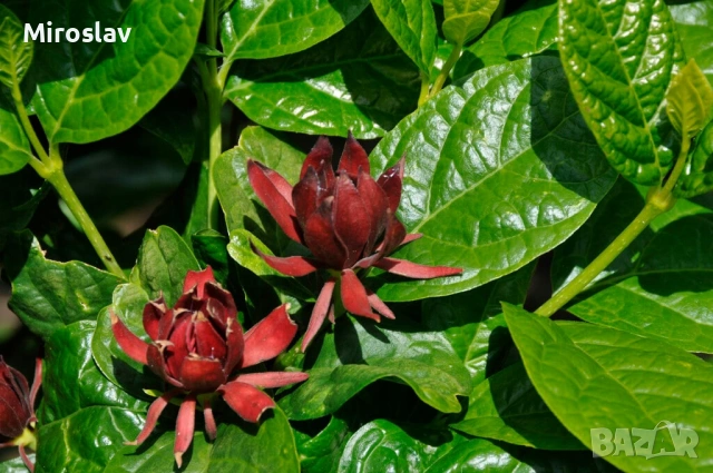 Каликантус, снимка 3 - Градински цветя и растения - 54041573