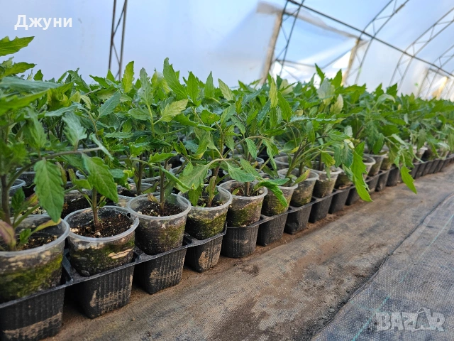 Разсад домати , снимка 4 - Разсади - 54163916