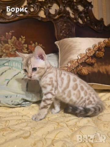 Бенгалски котета, снимка 2 - Бенгалски - 35882650