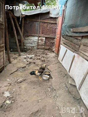 Ярки, гъски, патки, снимка 2 - Кокошки и пуйки - 55558181