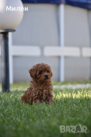 Той пудел Toy poodle, снимка 16 - Пудели - 55006000