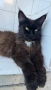 Котка на 5 години търси нови стопани, снимка 3