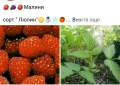 🍇🍒🍇Плодове - разсад 🍓🍎🍏🍋🍒🍇, снимка 3