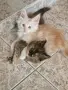котенца Мейн Куун, снимка 3