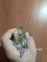 Бебе папагал корела корели, снимка 4
