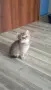 Британско коте таби, снимка 12