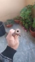 Стара немска въздушна пушка BURGO 4.5 mm, снимка 6