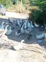 Продавам патици , снимка 1