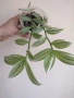 Традесканция, tradescantia albiflora albovittata, снимка 3